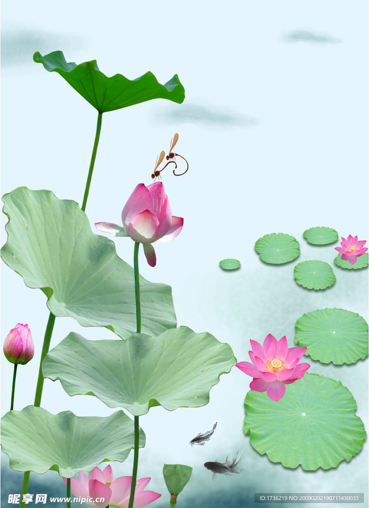 荷花