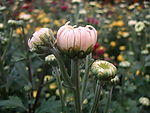 菊花花蕾