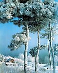 冰雪树挂