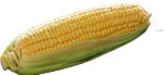 玉米