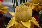 金莲花