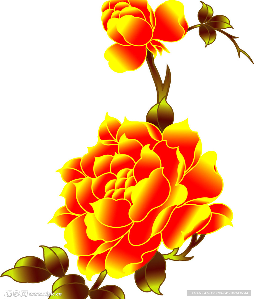 牡丹花