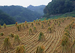 田园风光