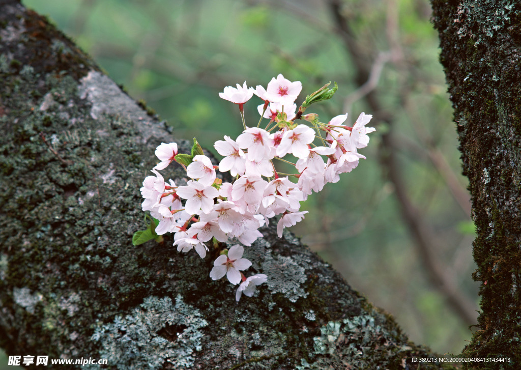 樱花