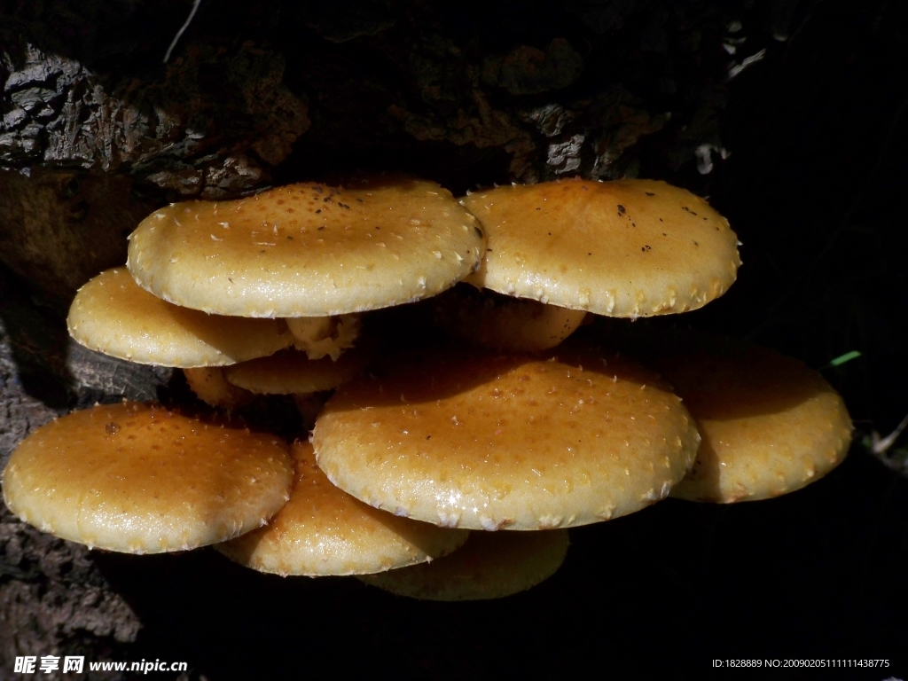 石缝蘑菇