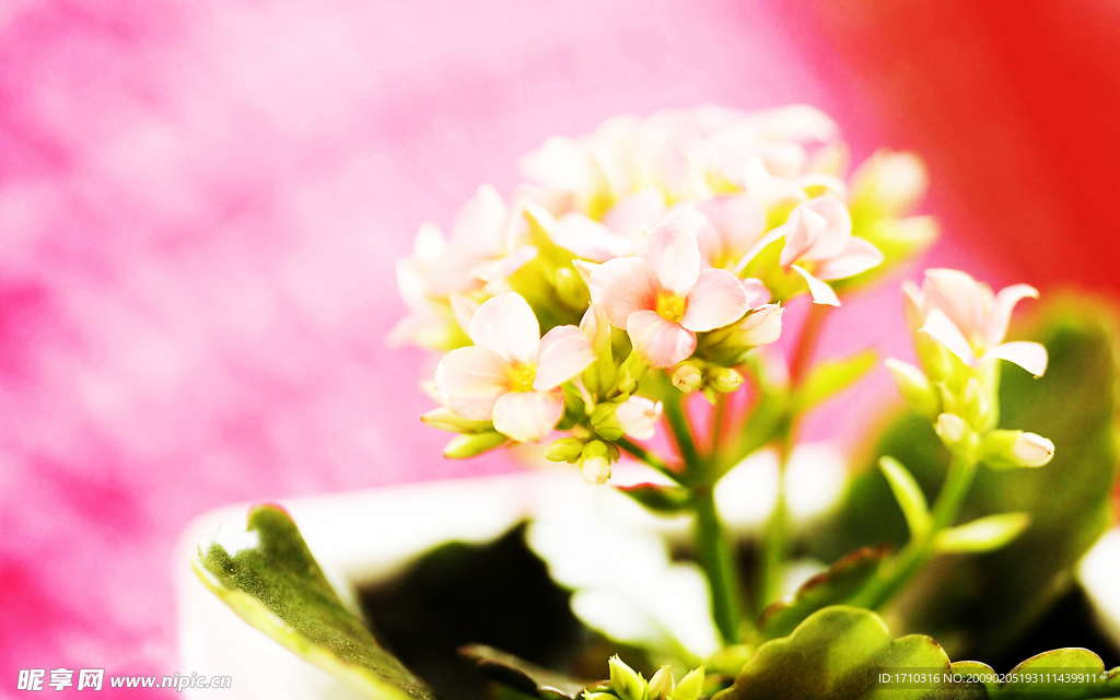 漂亮小花