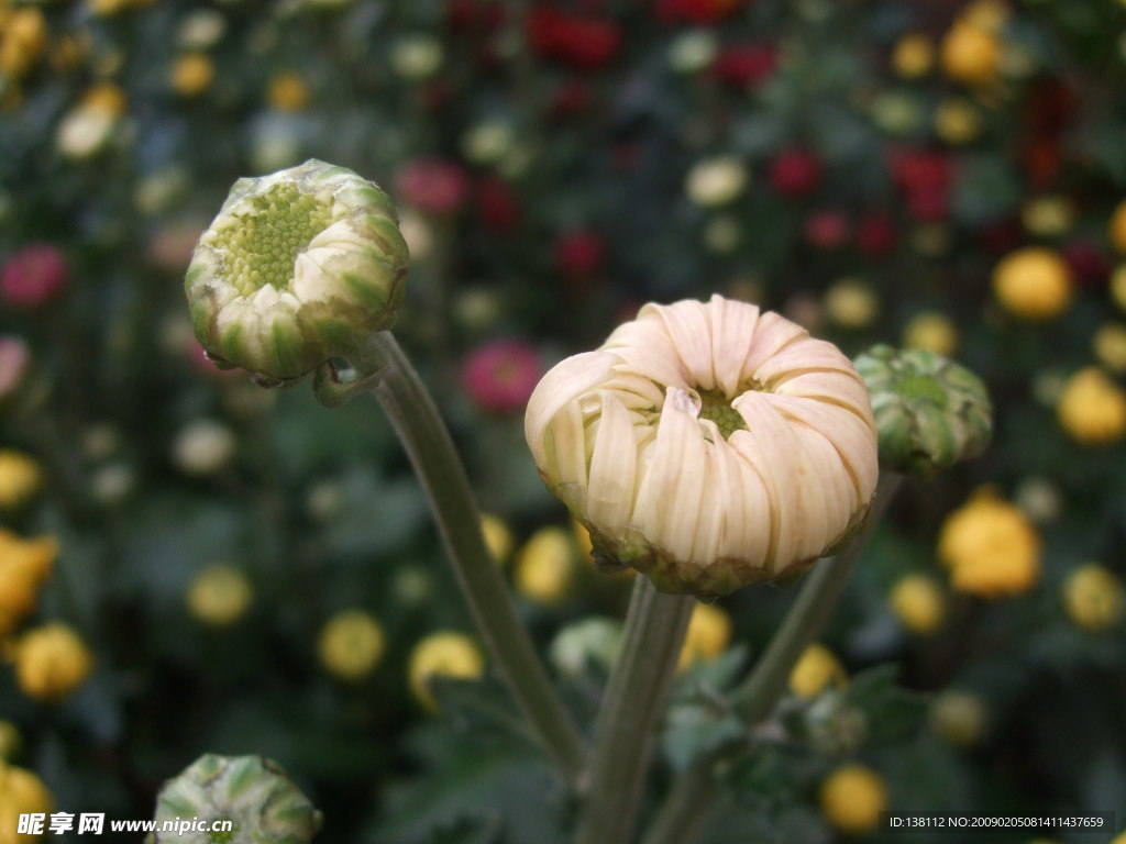 菊花花蕾