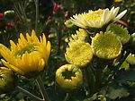 菊花花蕾