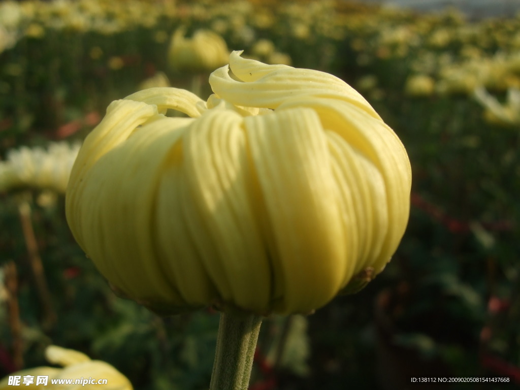 菊花花蕾