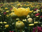 菊花花蕾
