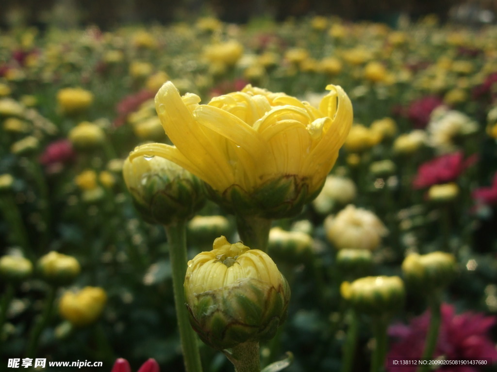 菊花花蕾