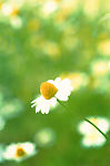 花朵