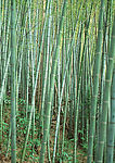 竹林