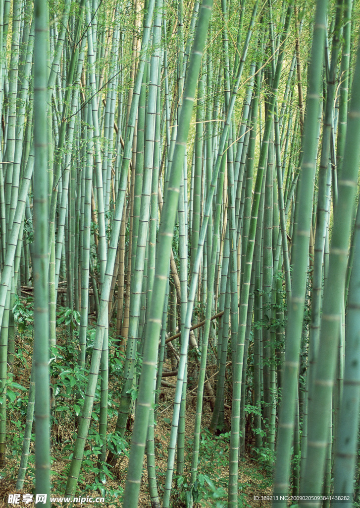 竹林