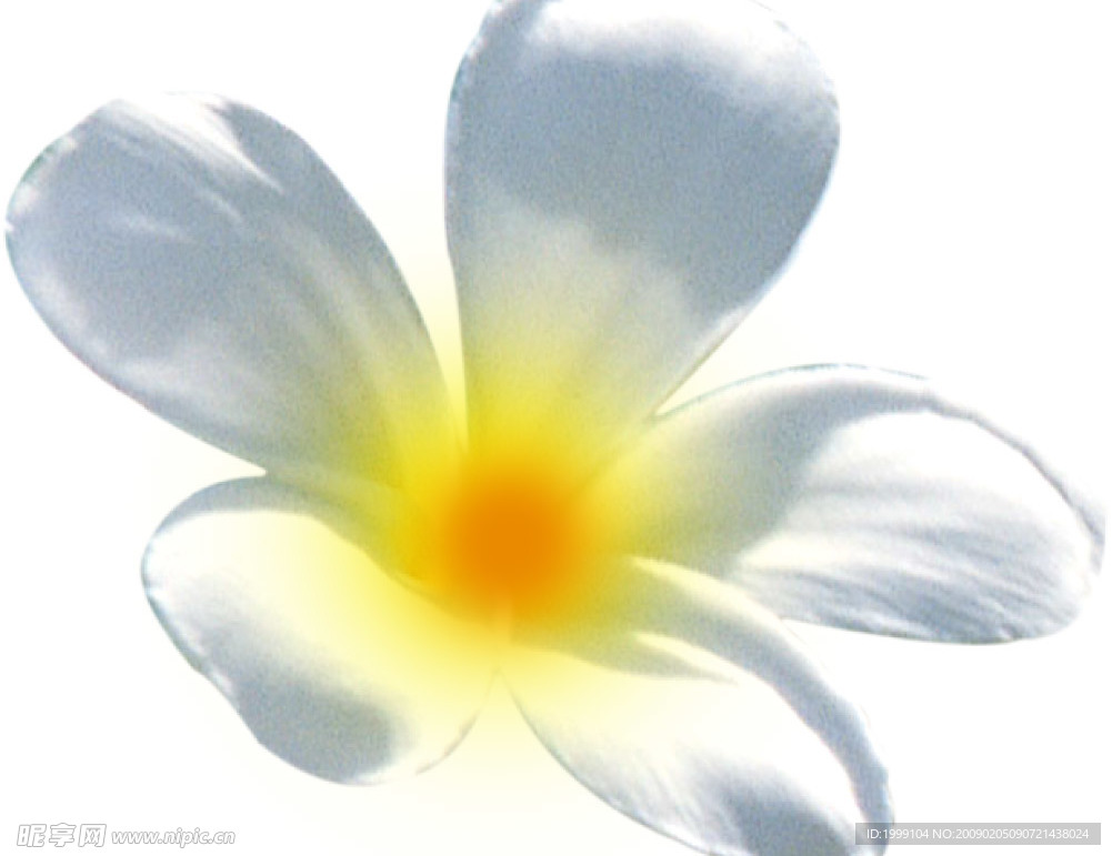 鸡蛋花