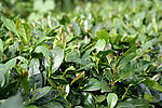 茶树