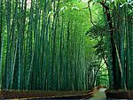 竹林