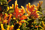 蜜蜂采花