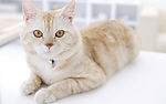 猫咪写真