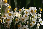 水仙花