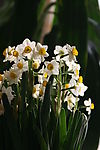 水仙花