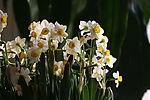 水仙花