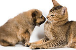 小狗小猫