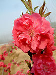 又是桃花开
