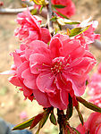又是桃花开