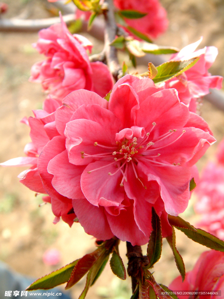 又是桃花开