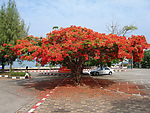 普吉岛  花树