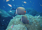 海洋生物 热带鱼