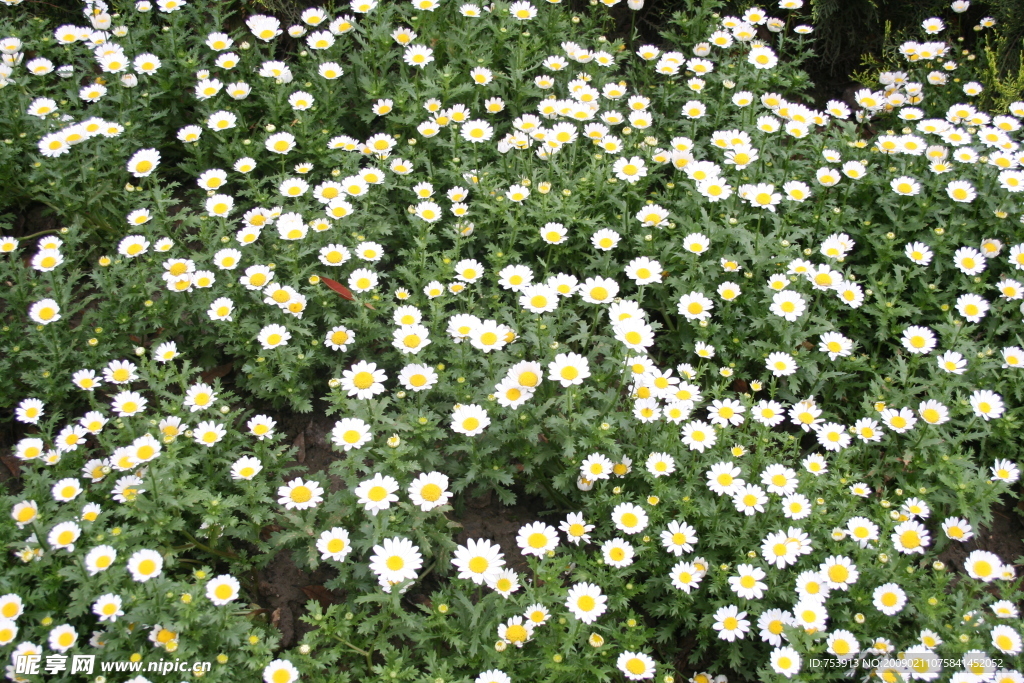 满地小白花