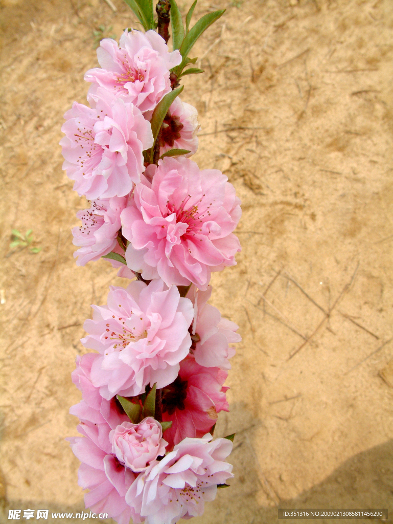 又是桃花开