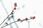 红梅花儿开图片