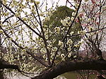 西溪湿地梅花