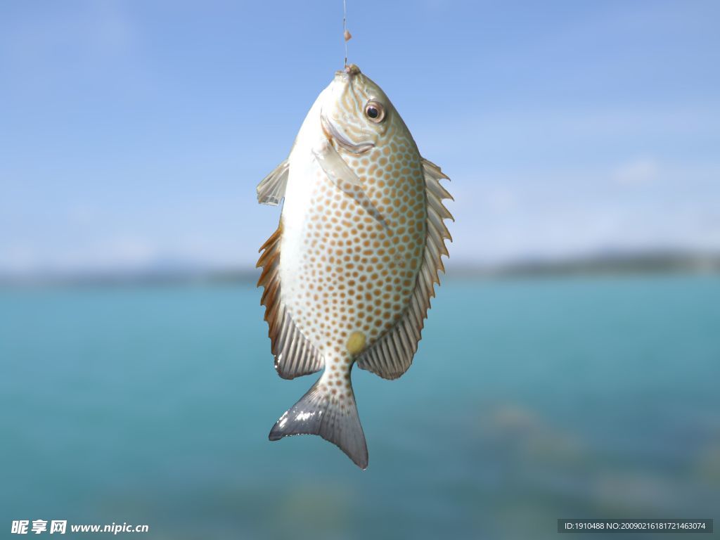海南钓鱼 金鼓鳗