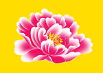 牡丹花