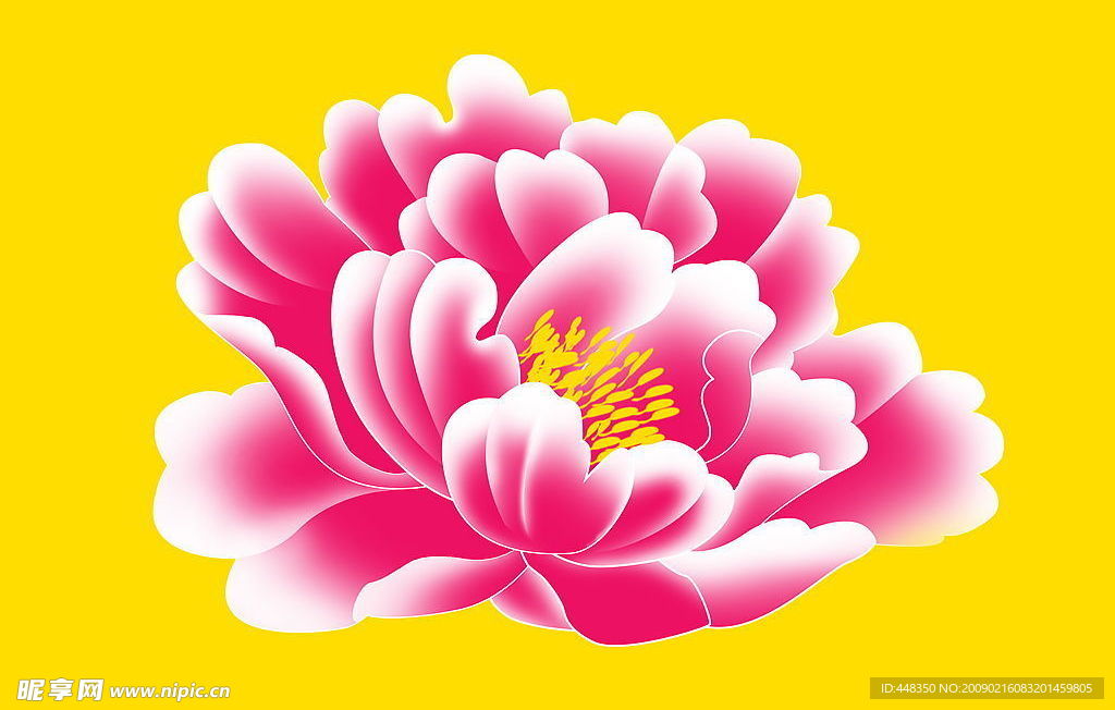 牡丹花