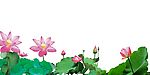 荷花（已扣出）
