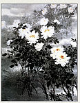 美丽国画白牡丹