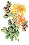 国画花5
