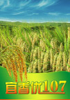 宜香优107 水稻