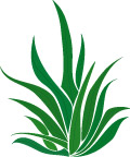 树叶 33