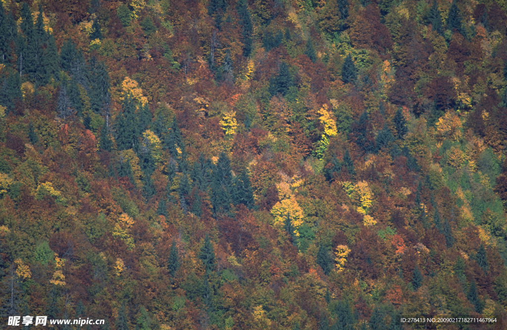 秋天多彩的山林