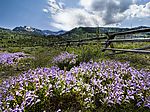 山花烂漫