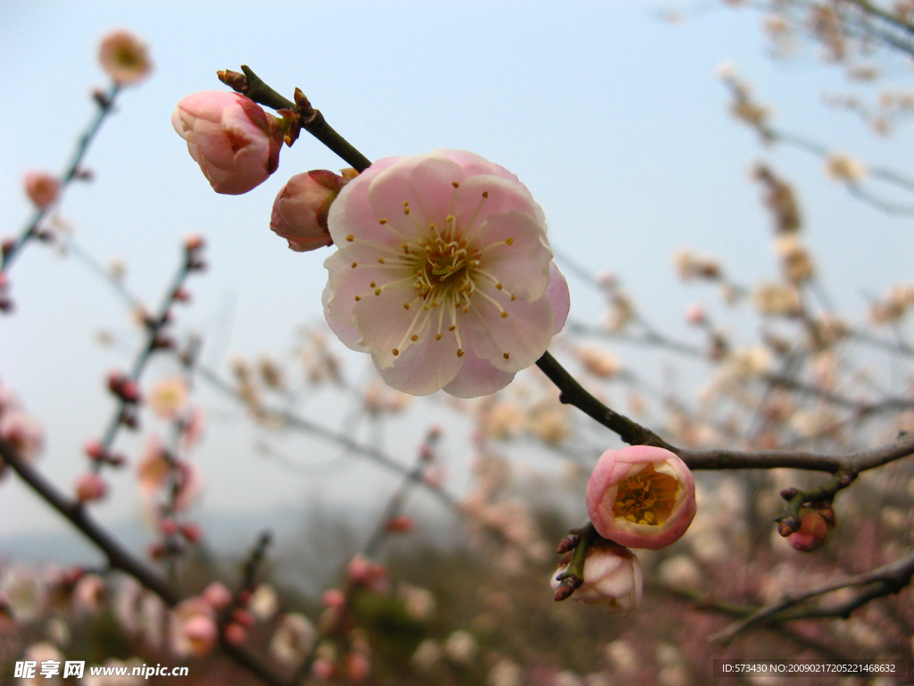 梅花