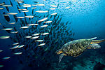 海底生物