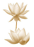 莲花