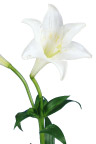 百合花